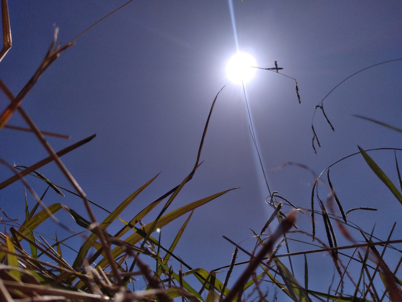 Photograph of Circular Grass Field